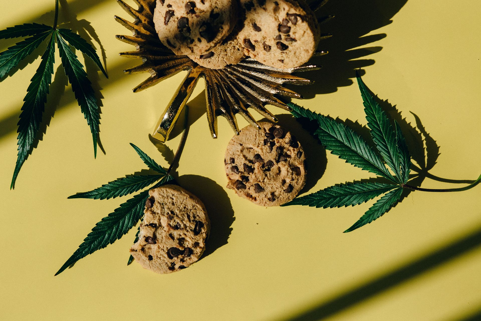 Top view of cannabis leaves and chocolate chip cookies on a sunny yellow background, symbolizing edibles.